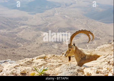 Bergziegen in Makhtesh Ramon Stockfoto