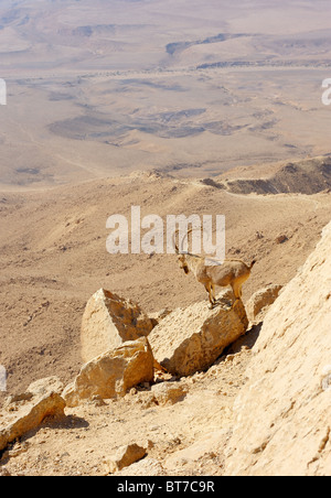 Bergziegen in Makhtesh Ramon Stockfoto