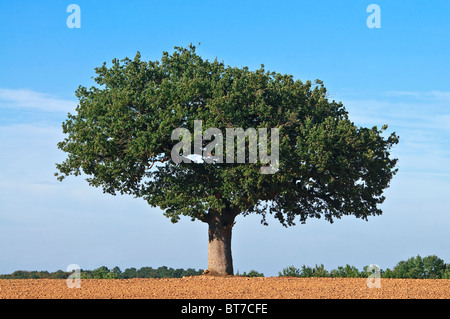 Walnuss Baum in der Mitte des Farmland - Frankreich. Stockfoto