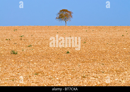 Walnuss Baum in der Mitte des Farmland - Frankreich. Stockfoto