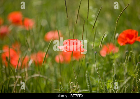 Eine rote Mohn Blume in einem Feld mit langen Gräsern Stockfoto