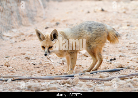 Fennec Fox (Vulpes Zerda). Fennecs sind kleine nächtliche Füchse, die beige-farbigen Fell und großen spitzen Ohren haben. Stockfoto