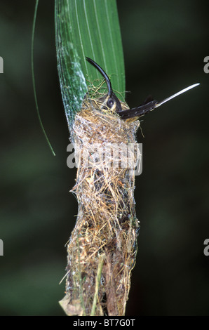 Lange-billed Einsiedler Kolibri, (Phaethornis Longirostris), im Nest, La Selva Reserve, Costa Rica. Stockfoto