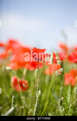 Rote Mohnblumen in ein Feld, eine Mohnblume im Vordergrund Stockfoto