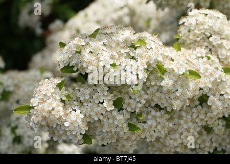 Nahaufnahme von den weißen Blüten ein Feuerdorn (Pyracantha Coccinea) Stockfoto