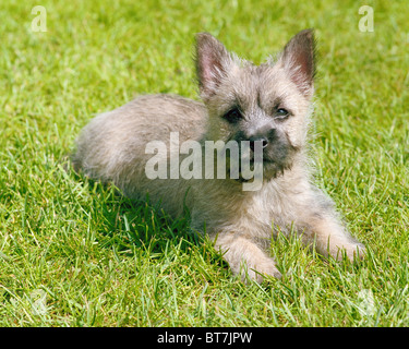 Cairn-Terrier Welpe liegend auf Rasen Stockfoto