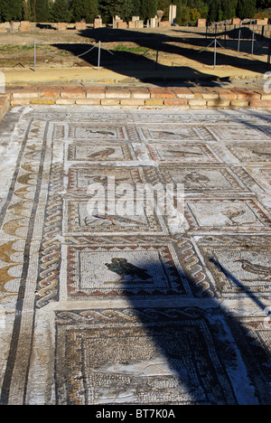 Mosaik-Fußböden im Vogelhaus, Italica, Sevilla, Provinz Sevilla, Andalusien, Südspanien, Westeuropa. Stockfoto