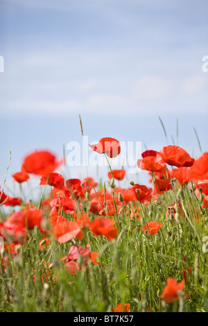 Rote Mohnblumen in einem Feld Stockfoto