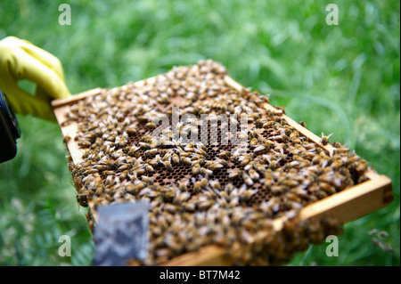 Rahmen der Honigbienen aus einem Bienenstock von einem Imker kontrolliert Stockfoto