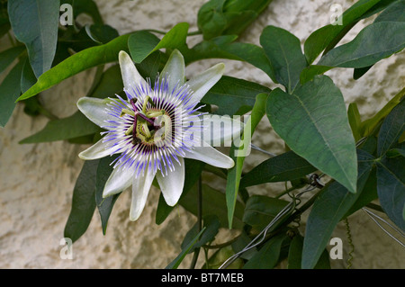 Nahaufnahme Bild der Blüte Passiflora Vitfolia "Weiße Beleuchtung" Stockfoto