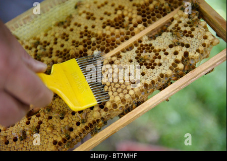 Ein Frame der Brut aus einem Bienenstock geprüft mit einer Brutwabe auf Anzeichen von Krankheit und Varroa-Milben. Stockfoto