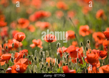 Rote Mohnblumen in einem Feld Stockfoto