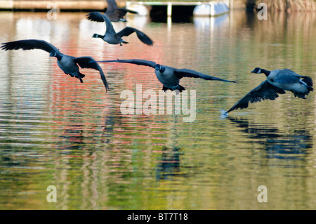 Kanadagänse, die Landung auf dem See, UK Stockfoto