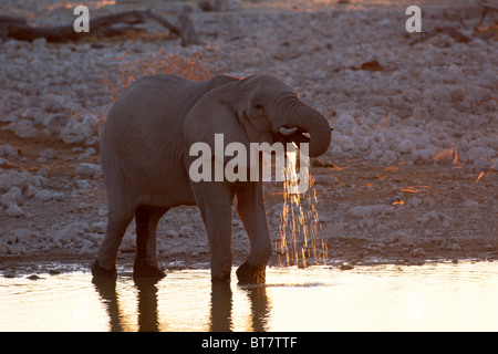 Afrikanischer Bush Elefant (Loxodonta Africana) Trinkwasser im letzten Abendlicht, Etosha Nationalpark, Namibia, Afrika Stockfoto