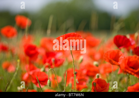 Rote Mohnblumen in ein Feld, eine Mohnblume im Vordergrund Stockfoto