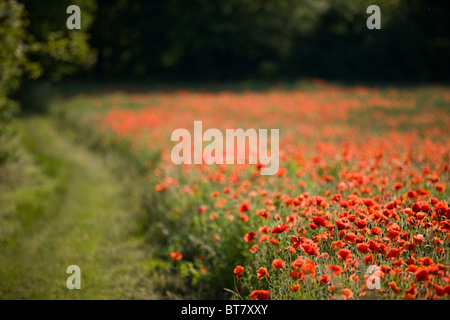 Ein Fußweg neben einem Feld der rote Mohnblumen Stockfoto