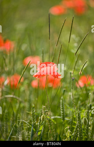 Eine rote Mohn Blume in einem Feld mit langen Gräsern Stockfoto