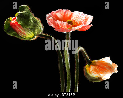 Island-Mohn (Papaver Nudicaule), Knospen und Blüten Stockfoto