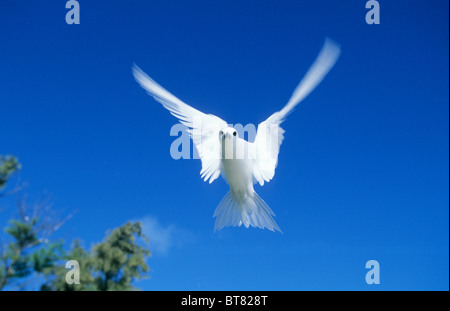 White Fairy Tern, (Gygis Alba), Midway-Atoll, NW Hawaii-Inseln. Stockfoto