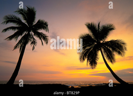 Kokosnuss-Palmen bei Sonnenuntergang; Pu'uhonua O Honaunau National Historical Park, South Kona, Insel von Hawaii. Stockfoto