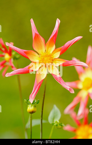 Dahlie Honka Überraschung Stockfoto