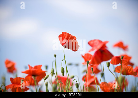 Rote Mohnblumen gegen blauen Himmel Stockfoto