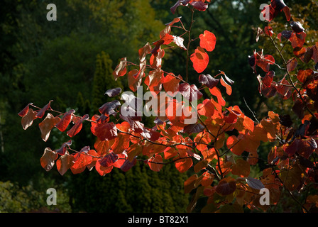 Disanthus cercidifolius Stockfoto