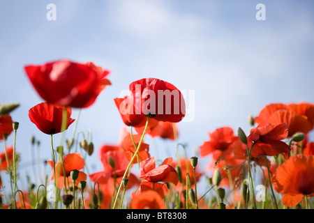 Rote Mohnblumen gegen blauen Himmel Stockfoto