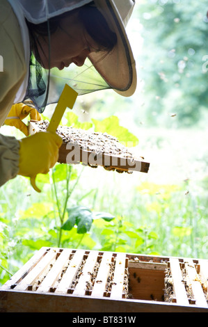 Frau in Schutzkleidung Überprüfung einen Bienenstock, gerahmt von Bienen und fliegende Bienen Stockfoto