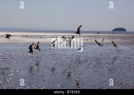 Möwen füttern am Sandstrand bei Weston Stockfoto