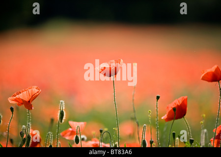 Rote Mohnblumen Stockfoto