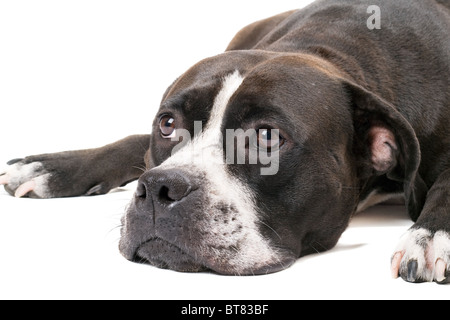 Porträt der American Staffordshire Terrier. Isoliert auf weiss Stockfoto