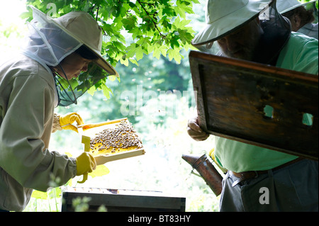 Zwei Menschen, die Überprüfung einer Biene Bienenstock im Sommer Mädchen Halterahmen der Honigbienen. Stockfoto