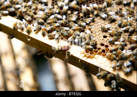 Eine Bienenkönigin am Rande eines Rahmens der Brut aus einem Bienenstock, umgeben von Arbeitsbienen. Stockfoto