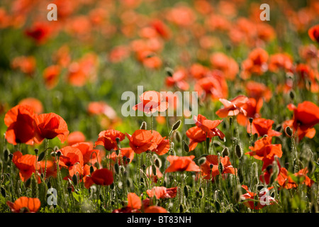 Ein Feld von roten Mohnblumen Stockfoto