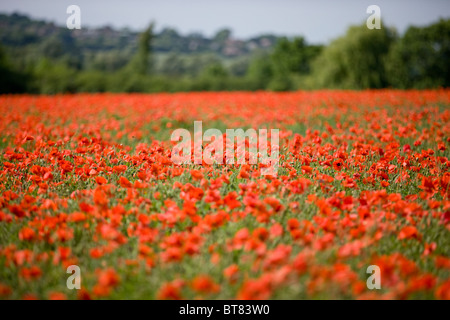 Ein Feld von roten Mohnblumen Stockfoto