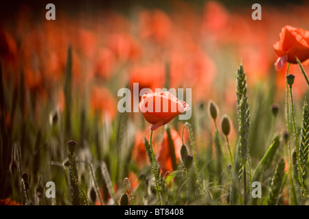 Rote Mohnblumen in einem Feld Stockfoto