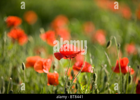 Rote Mohnblumen in einem Feld Stockfoto