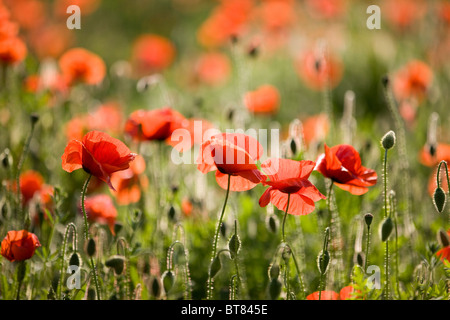 Rote Mohnblumen in einem Feld Stockfoto