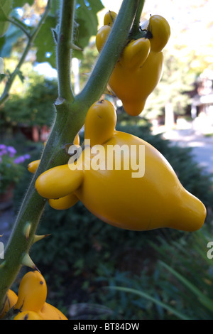 Die seltsame Form der Solanum Mammosum Frucht ist der Grund für seinen Trivialnamen der Brustwarze Früchte, Obst und Kühe Euter Tittenfick Stockfoto