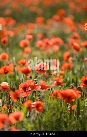 Rote Mohnblumen in einem Feld Stockfoto