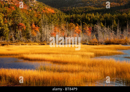 Herbstfarben am oberen Hadlock Teich im Acadia National Park, Maine, USA Stockfoto