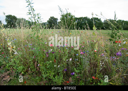 Wiesenblumen anbitten Farben Farben im Loire-Tal, Frankreich Stockfoto