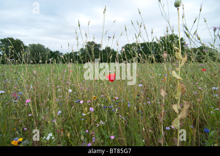Wiesenblumen anbitten Farben Farben im Loire-Tal, Frankreich Stockfoto