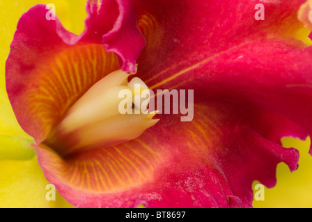 Orchid hautnah Stockfoto