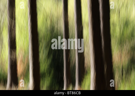 Abstraktes Bild von einem Wald im Frühling, Bewegungsunschärfe durch Langzeitbelichtung. Stockfoto