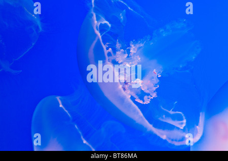 Mond-Gelees (Aurelia Labiata) an das Monterey Bay Aquarium in Monterey, Kalifornien Stockfoto