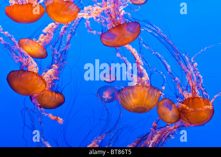 Meer Nesseln (Chrysaora Fuscescens) an das Monterey Bay Aquarium in Monterey, Kalifornien Stockfoto