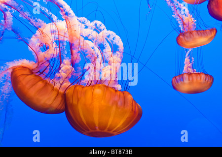 Meer Nesseln (Chrysaora Fuscescens) an das Monterey Bay Aquarium in Monterey, Kalifornien Stockfoto