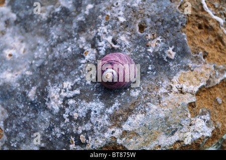 Schale auf Felsen im Sand Dollar Beach, Los Padres National Forest, Big Sur, Kalifornien Stockfoto